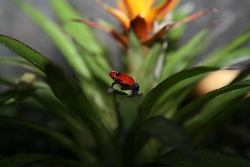 Hotel Befox Adventure La Fortuna Exteriér fotografie